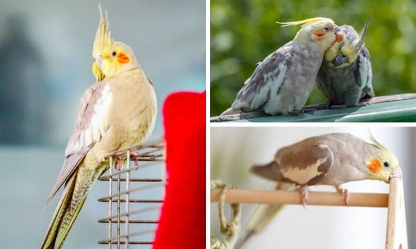 Cinnamon Cockatiel as Pet: What to Know Before You Adopt it