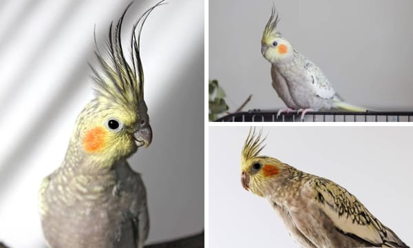 Pearl Cockatiel: Comprehensive Care Guide for Beginners