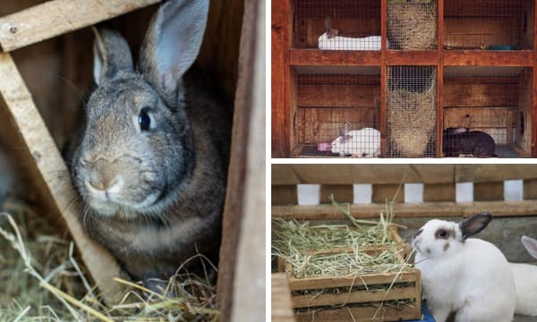 DIY Rabbit Hay Feeder