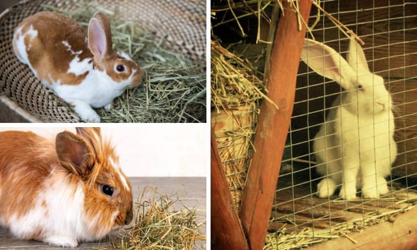 Rabbit Hay feeder