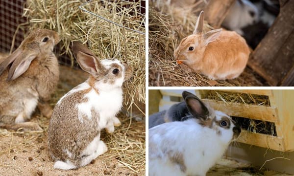 Rabbit Hay feeder