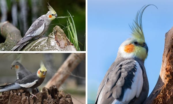 What Do Cockatiels Eat in the Wild? A Guide for Cockatiel Lovers