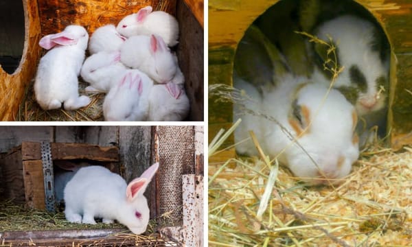 Rabbit Nesting Box