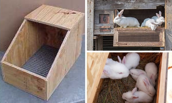 DIY Rabbit Nesting Box: Step-by-Step Instructions for Beginners