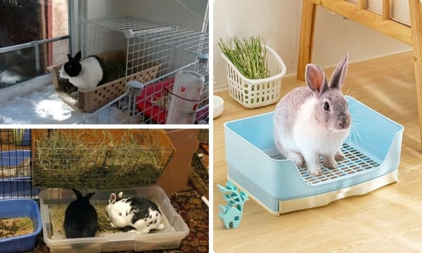 Litter Box for Rabbit