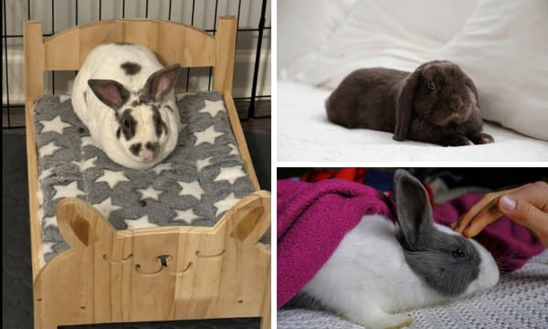 Rabbit Bed: Understanding Different Types of Beds and Their Benefits