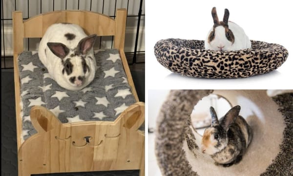 Bed for a rabbit