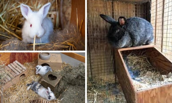 Top Materials for Building Durable and Safe Rabbit Nesting Box