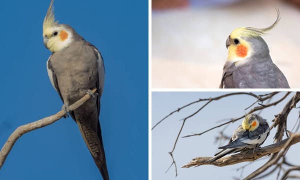 Wild Cockatiels: Unveiling Their Natural Habitat and Behaviors